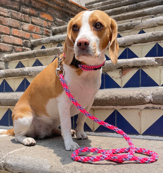 PAQUETE COLLAR Y CORREA TRENZADOS
