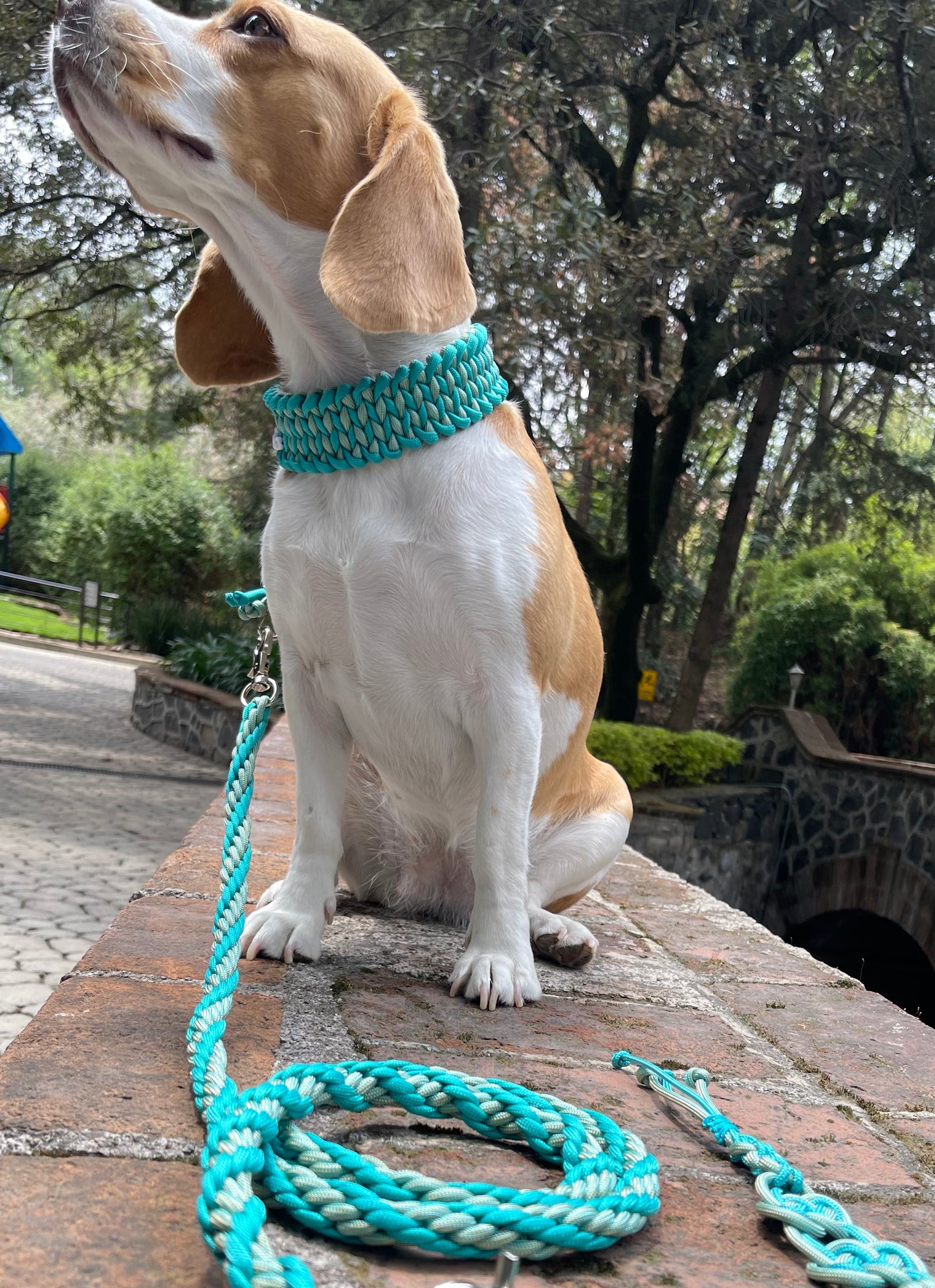 Paquete collar y correa  Manta Ray. MENTA