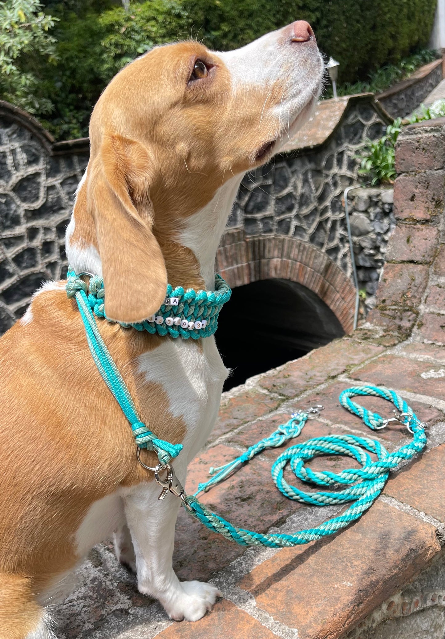 Paquete collar y correa  Manta Ray. MENTA
