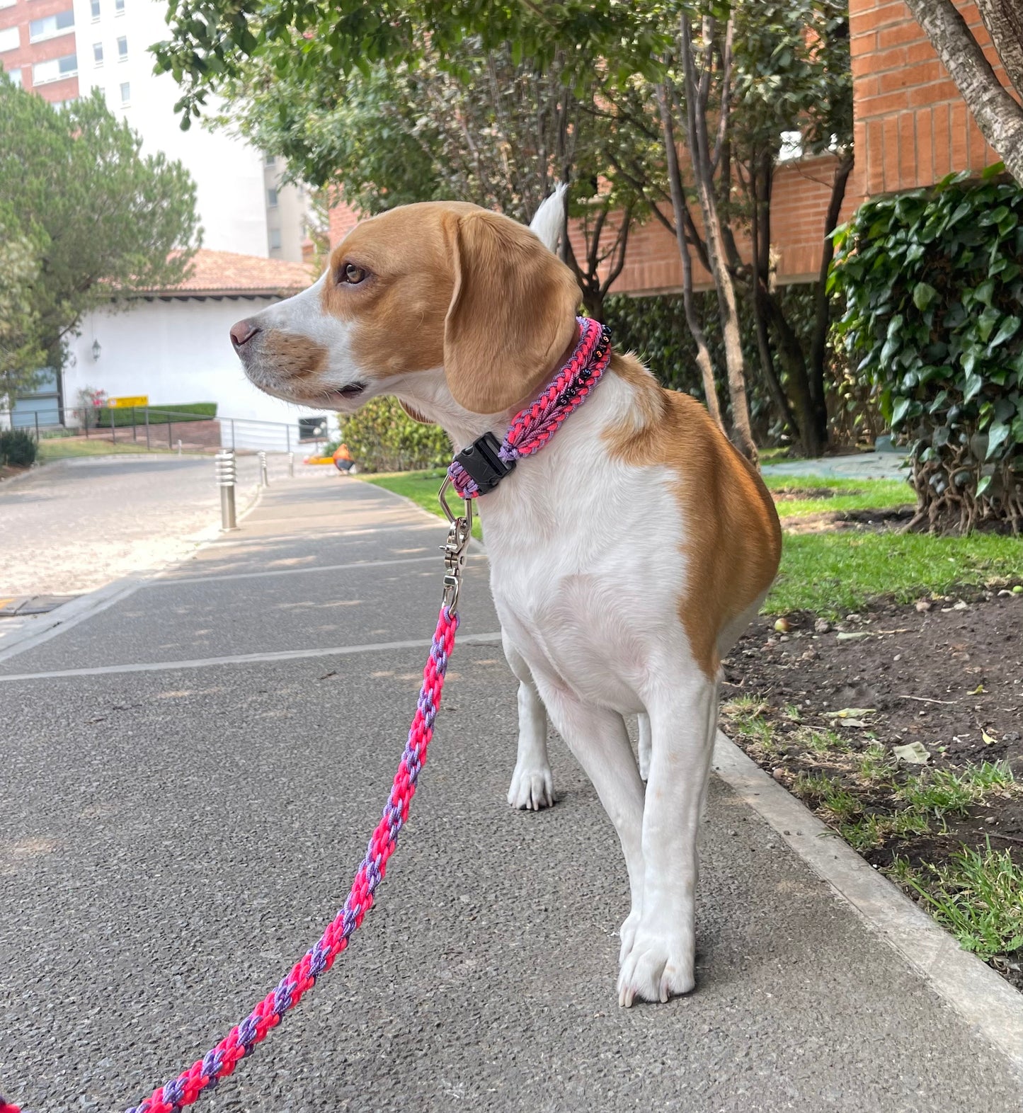 Collar Trenzado